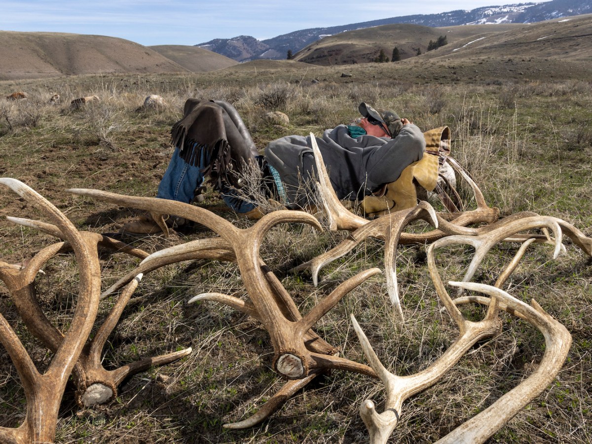 Wyomingites dig new antler regs — they’re even shed hunting because of them, survey finds