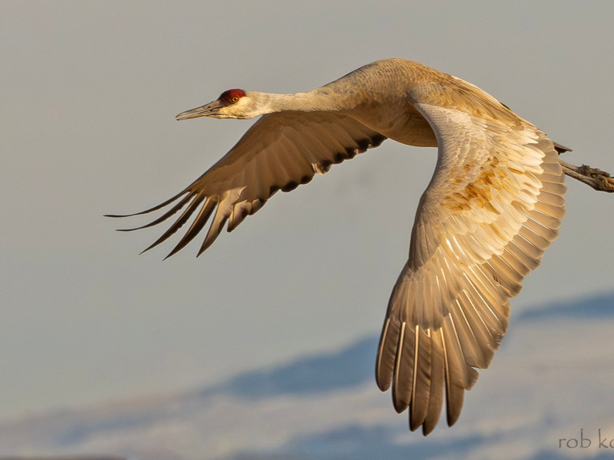 The springtime return of sandhill cranes
