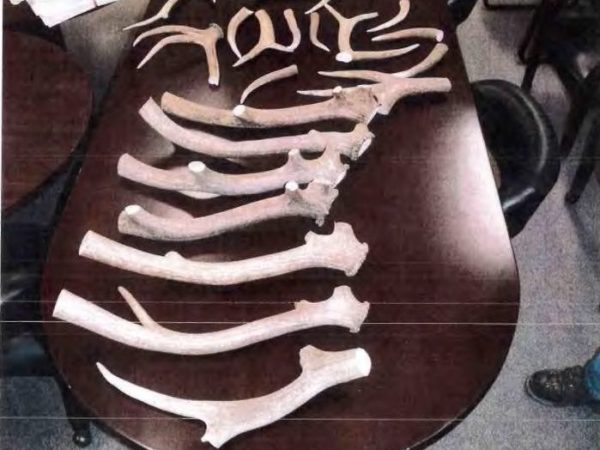 Steep penalties prove ineffective at deterring elk antler heists in Jackson Hole
