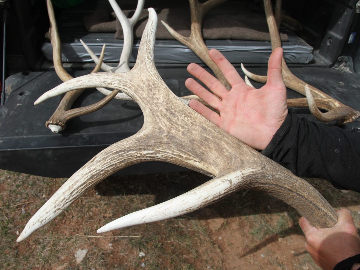 Wyoming’s soon-to-drop shed hunting rules set new precedent