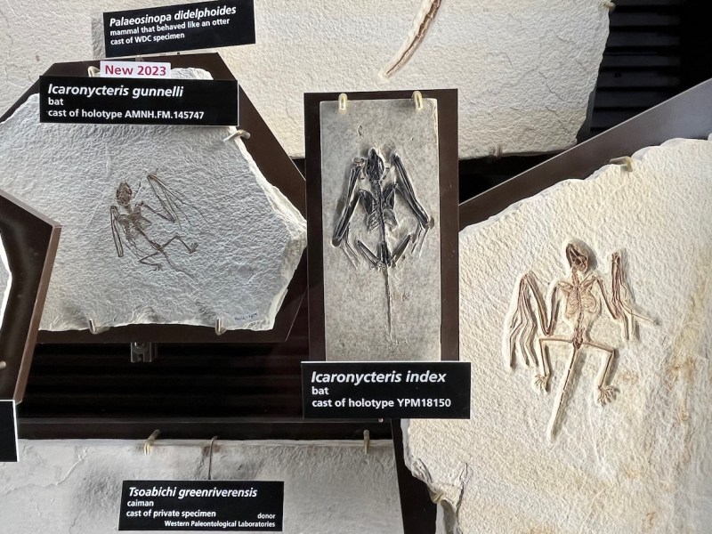 Paleontological pee stop: Fossil Butte is more than just a Wyoming rest area