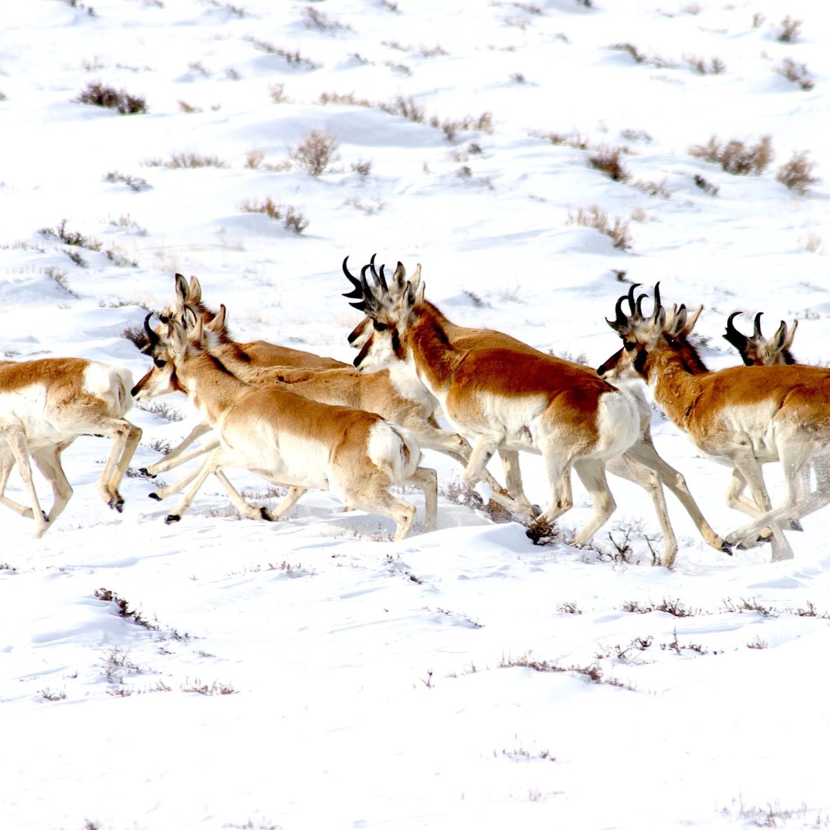 Trust the data, trust the pronghorn: Now’s the time for corridor designation